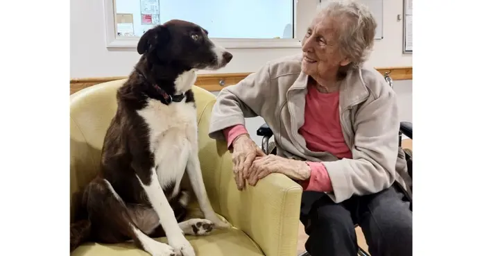 Indie the Border Collie sharing  love and licks at Holy Spirit Dubbo